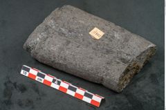 Foto (Seitenansicht) von Calamites sp.  (NHMW-GEO-2024-0188-11162)